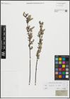 Foto von Salix repens L.